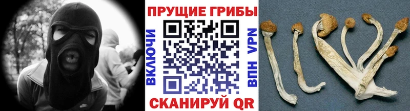 Галлюциногенные грибы Psilocybine cubensis  Полесск 